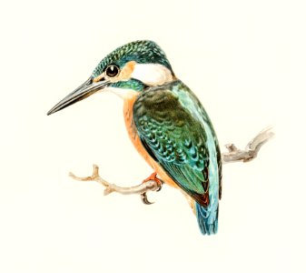 Alcedo ispida illustrated by the von Wright brothers. Digitally enhanced from our own 1929 folio version of Svenska Fåglar Efter Naturen Och Pa Sten Ritade.. Free illustration for personal and commercial use.