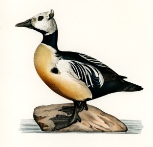 Eniconetta stelleri ♂ illustrated by the von Wright brothers. Digitally enhanced from our own 1929 folio version of Svenska Fåglar Efter Naturen Och Pa Sten Ritade.
