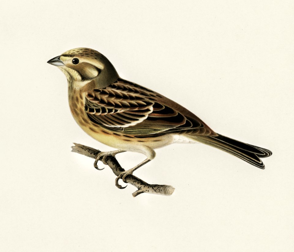 Yellowhammer (Emberiza citrinella) illustrated by the von Wright brothers. Digitally enhanced from our own 1929 folio version of Svenska Fåglar Efter Naturen Och Pa Sten Ritade.