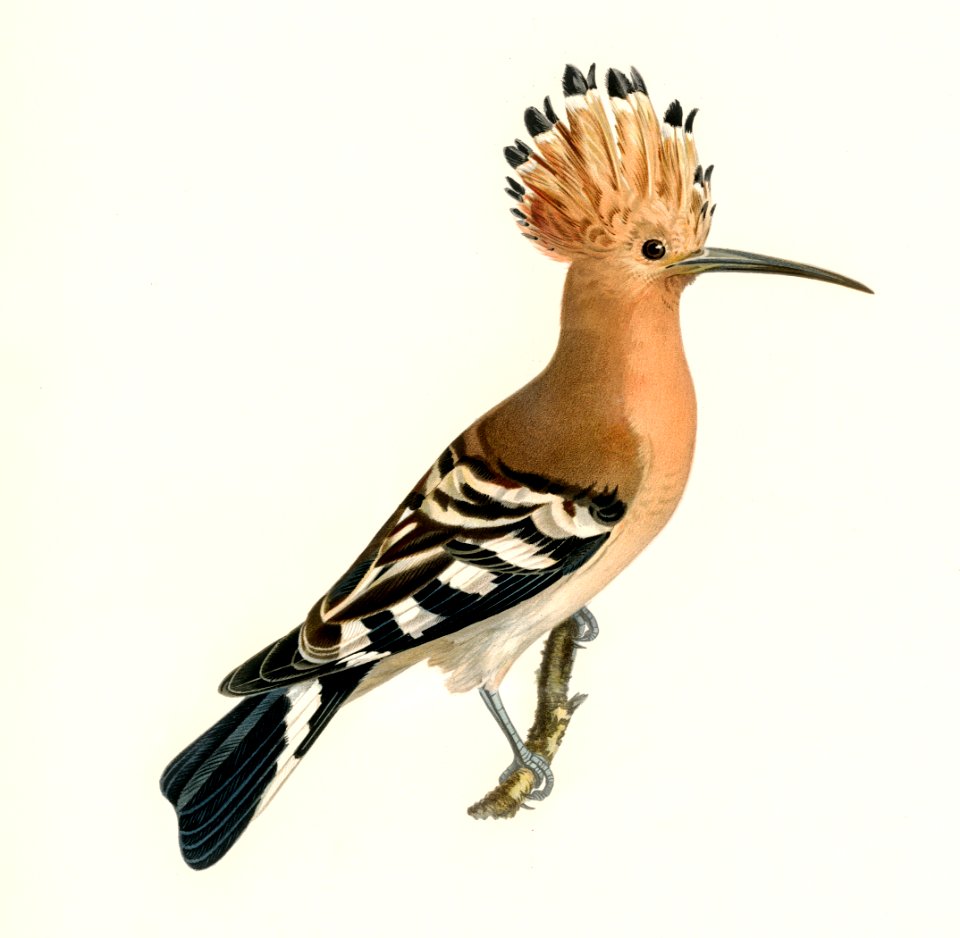 Upupa epops illustrated by the von Wright brothers. Digitally enhanced from our own 1929 folio version of Svenska Fåglar Efter Naturen Och Pa Sten Ritade.