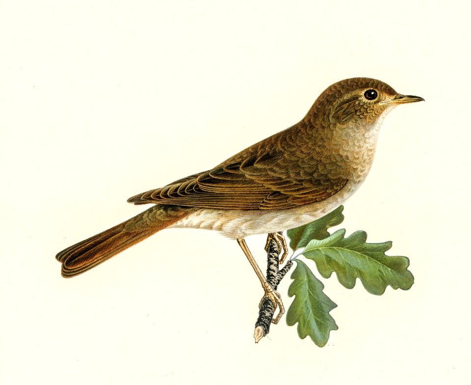 Thrush Nightingale (Luscinia luscinia) illustrated by the von Wright brothers. Digitally enhanced from our own 1929 folio version of Svenska Fåglar Efter Naturen Och Pa Sten Ritade.. Free illustration for personal and commercial use.
