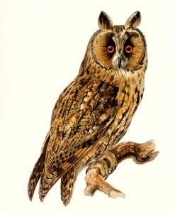 Asio otus owl illustrated by the von Wright brothers. Digitally enhanced from our own 1929 folio version of Svenska Fåglar Efter Naturen Och Pa Sten Ritade.
