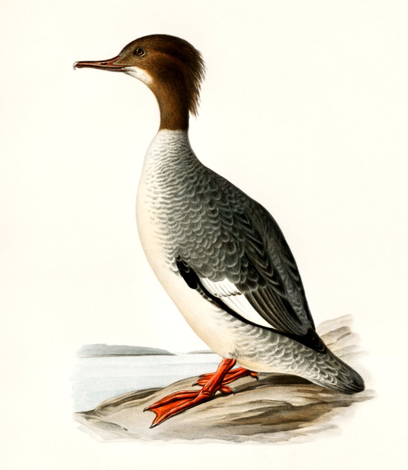 Mergus merganser illustrated by the von Wright brothers. Digitally enhanced from our own 1929 folio version of Svenska Fåglar Efter Naturen Och Pa Sten Ritade.