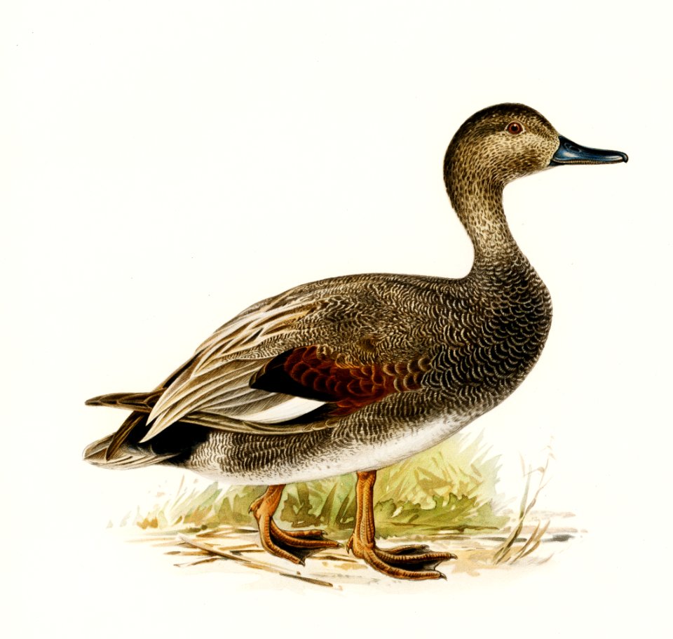 Gadwall (Anas (Chauelasmus) Strepera) illustrated by the von Wright brothers. Digitally enhanced from our own 1929 folio version of Svenska Fåglar Efter Naturen Och Pa Sten Ritade.