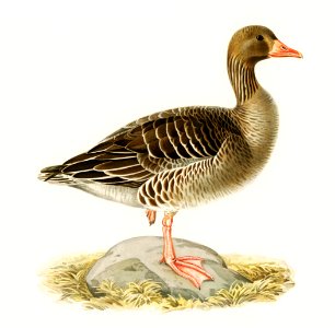 Greylag Goose (Anser anser) illustrated by the von Wright brothers. Digitally enhanced from our own 1929 folio version of Svenska Fåglar Efter Naturen Och Pa Sten Ritade.. Free illustration for personal and commercial use.