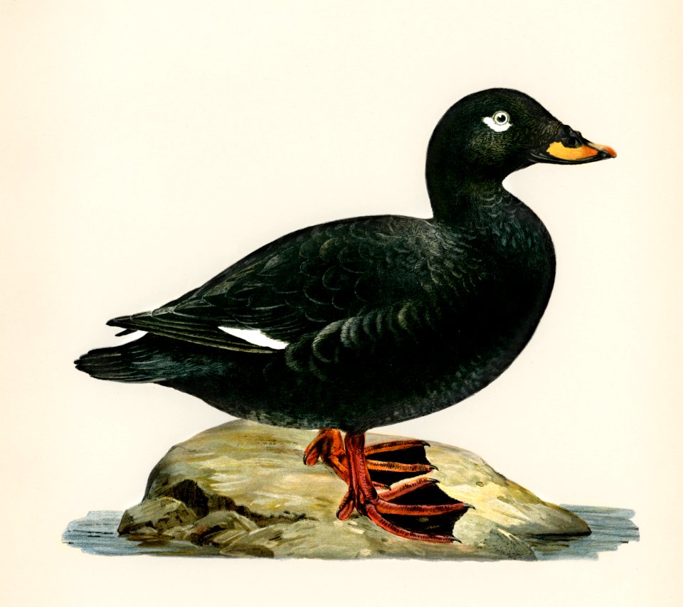 Velvet Scoter male (Oidemia fusca) illustrated by the von Wright brothers. Digitally enhanced from our own 1929 folio version of Svenska Fåglar Efter Naturen Och Pa Sten Ritade.