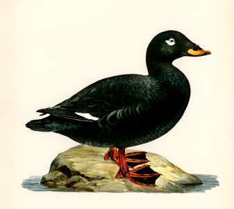 Velvet Scoter male (Oidemia fusca) illustrated by the von Wright brothers. Digitally enhanced from our own 1929 folio version of Svenska Fåglar Efter Naturen Och Pa Sten Ritade.