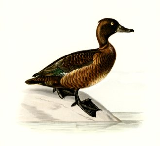 Ferruginous duck female (Nyroca fuligule) illustrated by the von Wright brothers. Digitally enhanced from our own 1929 folio version of Svenska Fåglar Efter Naturen Och Pa Sten Ritade.