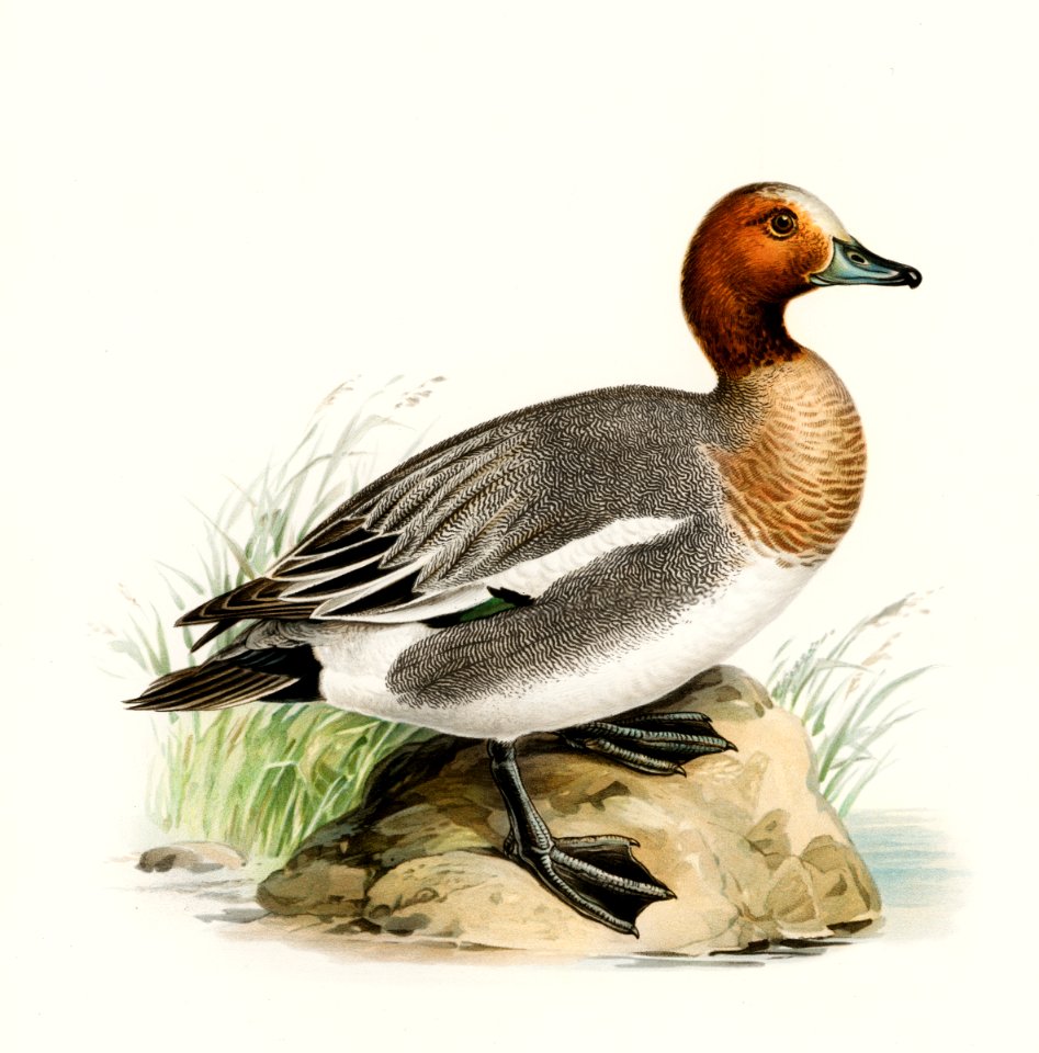 Eurasian wigeon (Anas(mereca) penelope.) illustrated by the von Wright brothers. Digitally enhanced from our own 1929 folio version of Svenska Fåglar Efter Naturen Och Pa Sten Ritade.