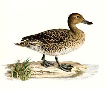 Pintail (Anas acuta) illustrated by the von Wright brothers. Digitally enhanced from our own 1929 folio version of Svenska Fåglar Efter Naturen Och Pa Sten Ritade.