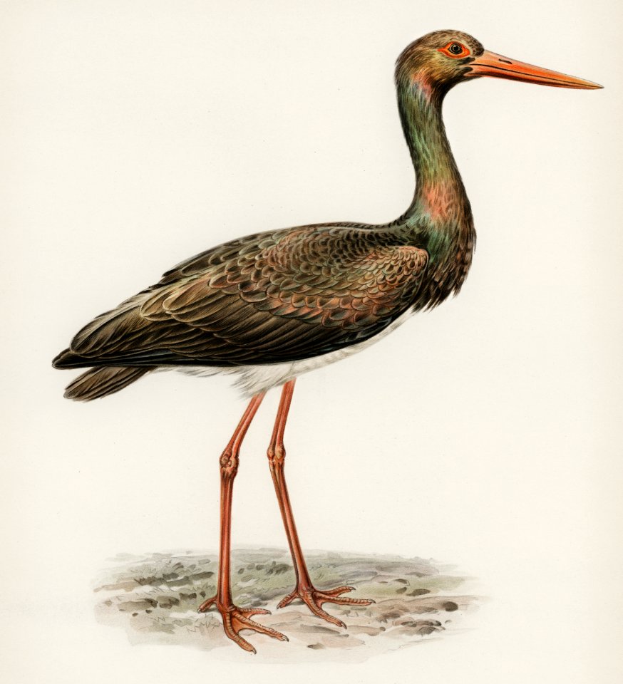 Black Stork (Ciconia nigra) illustrated by the von Wright brothers. Digitally enhanced from our own 1929 folio version of Svenska Fåglar Efter Naturen Och Pa Sten Ritade.