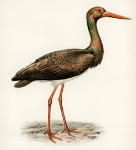 Black Stork (Ciconia nigra) illustrated by the von Wright brothers. Digitally enhanced from our own 1929 folio version of Svenska Fåglar Efter Naturen Och Pa Sten Ritade.. Free illustration for personal and commercial use.