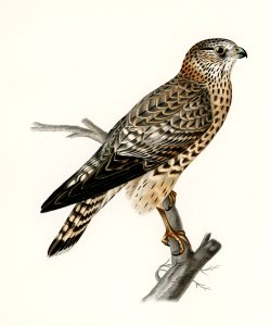 Merlin female (Falco aesalon) illustrated by the von Wright brothers. Digitally enhanced from our own 1929 folio version of Svenska Fåglar Efter Naturen Och Pa Sten Ritade.. Free illustration for personal and commercial use.