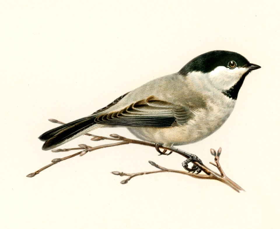 Black-capped chickadee (Parus atricapillus) illustrated by the von Wright brothers. Digitally enhanced from our own 1929 folio version of Svenska Fåglar Efter Naturen Och Pa Sten Ritade.
