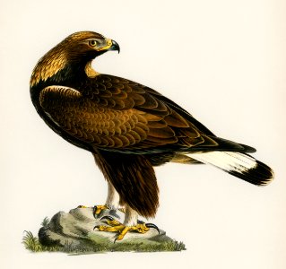 Golden Eagle (Aquila chrysaetos) illustrated by the von Wright brothers. Digitally enhanced from our own 1929 folio version of Svenska Fåglar Efter Naturen Och Pa Sten Ritade.. Free illustration for personal and commercial use.