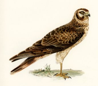 Pale Harrier, Pallid Harrier female (Circus macrourus) illustrated by the von Wright brothers. Digitally enhanced from our own 1929 folio version of Svenska Fåglar Efter Naturen Och Pa Sten Ritade.. Free illustration for personal and commercial use.