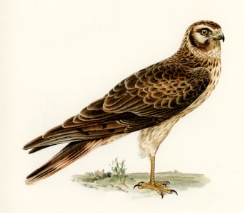 Pale Harrier, Pallid Harrier female (Circus macrourus) illustrated by the von Wright brothers. Digitally enhanced from our own 1929 folio version of Svenska Fåglar Efter Naturen Och Pa Sten Ritade.