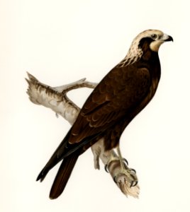 Marsh Harrier (Circus aeruginosus) illustrated by the von Wright brothers. Digitally enhanced from our own 1929 folio version of Svenska Fåglar Efter Naturen Och Pa Sten Ritade.. Free illustration for personal and commercial use.