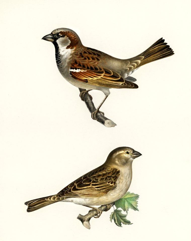 Common chiffchaff (Phylloscopus collybita) and House Sparrow female (Passer domesticus) illustrated by the von Wright brothers. Digitally enhanced from our own 1929 folio version of Svenska Fåglar Efter Naturen Och Pa Sten Ritade.