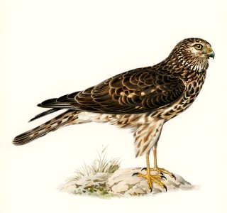 Hen Harrier female (Circus cyaneus) illustrated by the von Wright brothers. Digitally enhanced from our own 1929 folio version of Svenska Fåglar Efter Naturen Och Pa Sten Ritade.. Free illustration for personal and commercial use.