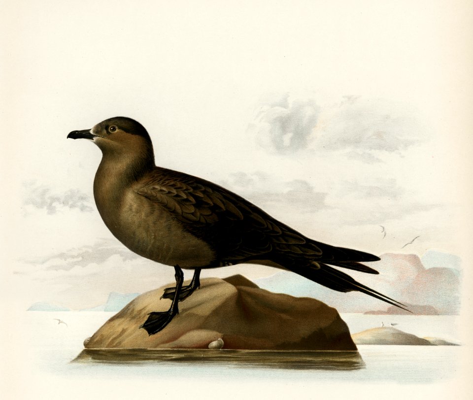 Parasitic jaeger (Stercorarius parasiticus) illustrated by the von Wright brothers. Digitally enhanced from our own 1929 folio version of Svenska Fåglar Efter Naturen Och Pa Sten Ritade.