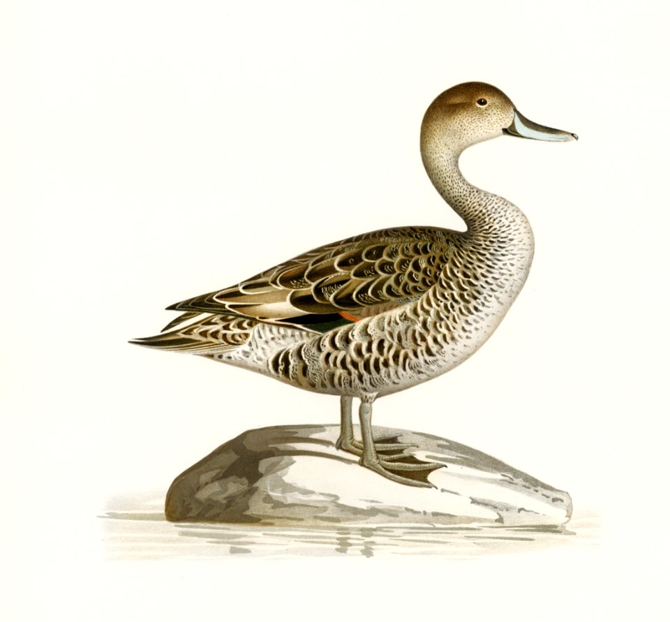 Northern Pintail (Anas(dafila) acuta) illustrated by the von Wright brothers. Digitally enhanced from our own 1929 folio version of Svenska Fåglar Efter Naturen Och Pa Sten Ritade.