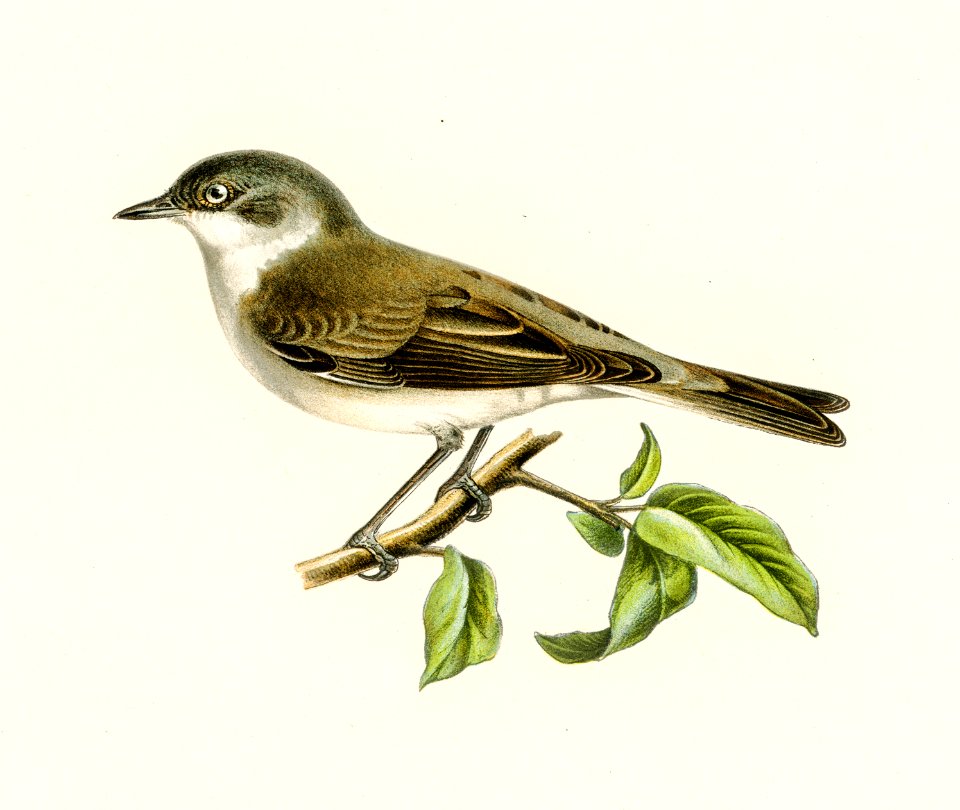 Sylvia curruca (Lesser whitethroat) illustrated by the von Wright brothers. Digitally enhanced from our own 1929 folio version of Svenska Fåglar Efter Naturen Och Pa Sten Ritade(