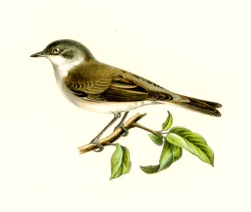 Sylvia curruca (Lesser whitethroat) illustrated by the von Wright brothers. Digitally enhanced from our own 1929 folio version of Svenska Fåglar Efter Naturen Och Pa Sten Ritade(