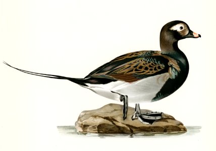 Long-tailed Duck male (Harelda hyemalis) illustrated by the von Wright brothers. Digitally enhanced from our own 1929 folio version of Svenska Fåglar Efter Naturen Och Pa Sten Ritade.