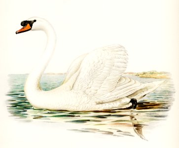 Mute Swan male (Cygnus olor) illustrated by the von Wright brothers. Digitally enhanced from our own 1929 folio version of Svenska Fåglar Efter Naturen Och Pa Sten Ritade.. Free illustration for personal and commercial use.