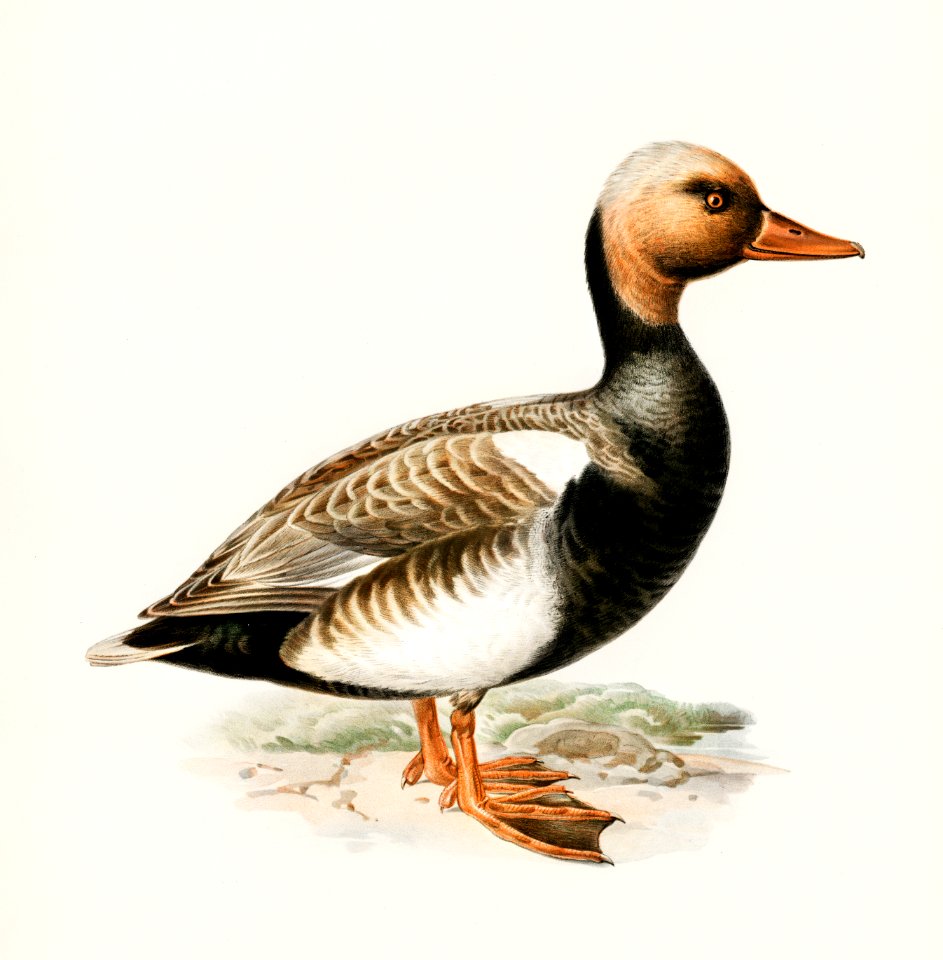 Red-crested Pochard (Netta rufina) illustrated by the von Wright brothers. Digitally enhanced from our own 1929 folio version of Svenska Fåglar Efter Naturen Och Pa Sten Ritade.