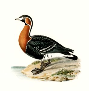 Red-breasted Goose (Branta ruficollis) illustrated by the von Wright brothers. Digitally enhanced from our own 1929 folio version of Svenska Fåglar Efter Naturen Och Pa Sten Ritade.
