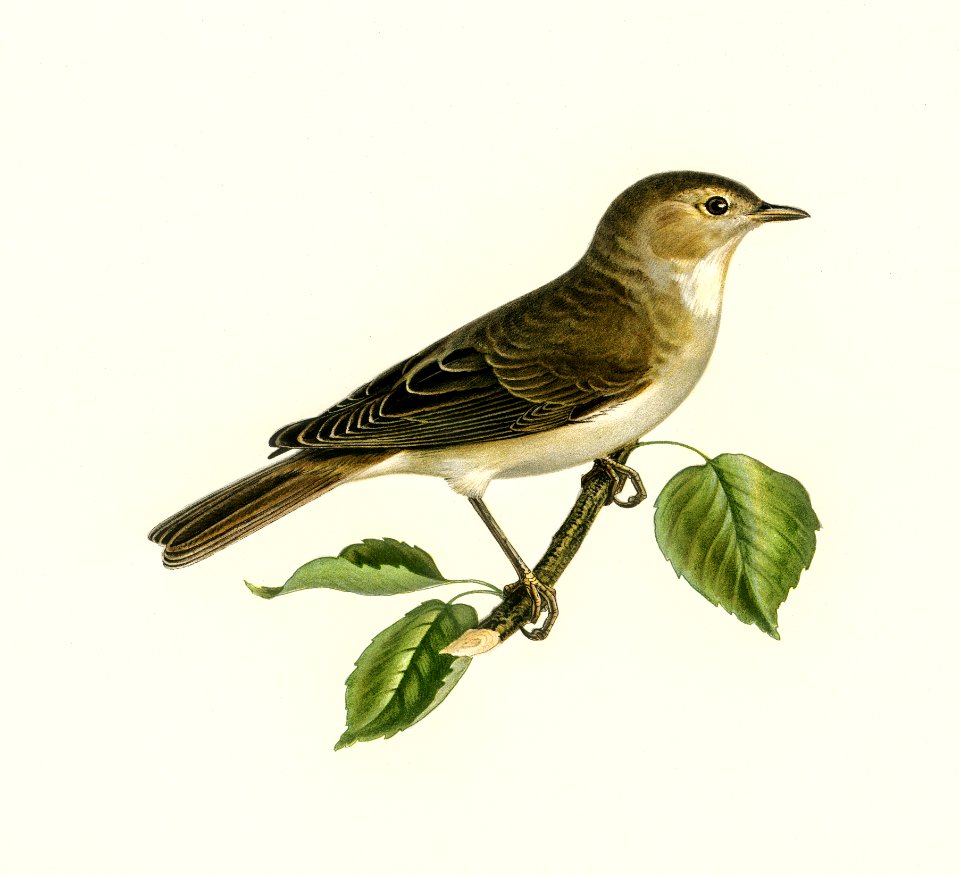 Garden warbler (Sylvia borin) illustrated by the von Wright brothers. Digitally enhanced from our own 1929 folio version of Svenska Fåglar Efter Naturen Och Pa Sten Ritade.