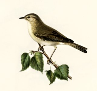 Willow Warbler (Phylloscopus trochilus) illustrated by the von Wright brothers. Digitally enhanced from our own 1929 folio version of Svenska Fåglar Efter Naturen Och Pa Sten Ritade.. Free illustration for personal and commercial use.