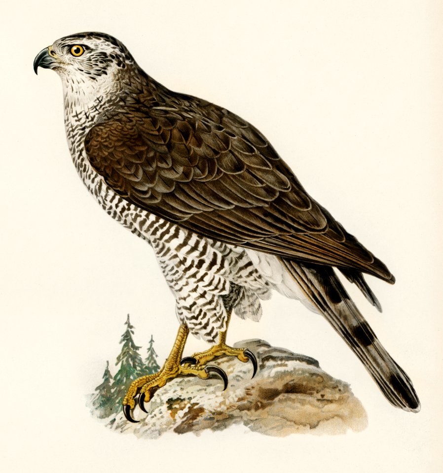 Goshawk female (Accipiter gentilis) illustrated by the von Wright brothers. Digitally enhanced from our own 1929 folio version of Svenska Fåglar Efter Naturen Och Pa Sten Ritade.