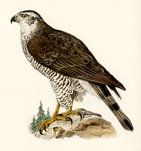 Goshawk female (Accipiter gentilis) illustrated by the von Wright brothers. Digitally enhanced from our own 1929 folio version of Svenska Fåglar Efter Naturen Och Pa Sten Ritade.. Free illustration for personal and commercial use.