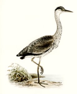 Gray heron (Ardea cinerea) illustrated by the von Wright brothers. Digitally enhanced from our own 1929 folio version of Svenska Fåglar Efter Naturen Och Pa Sten Ritade.