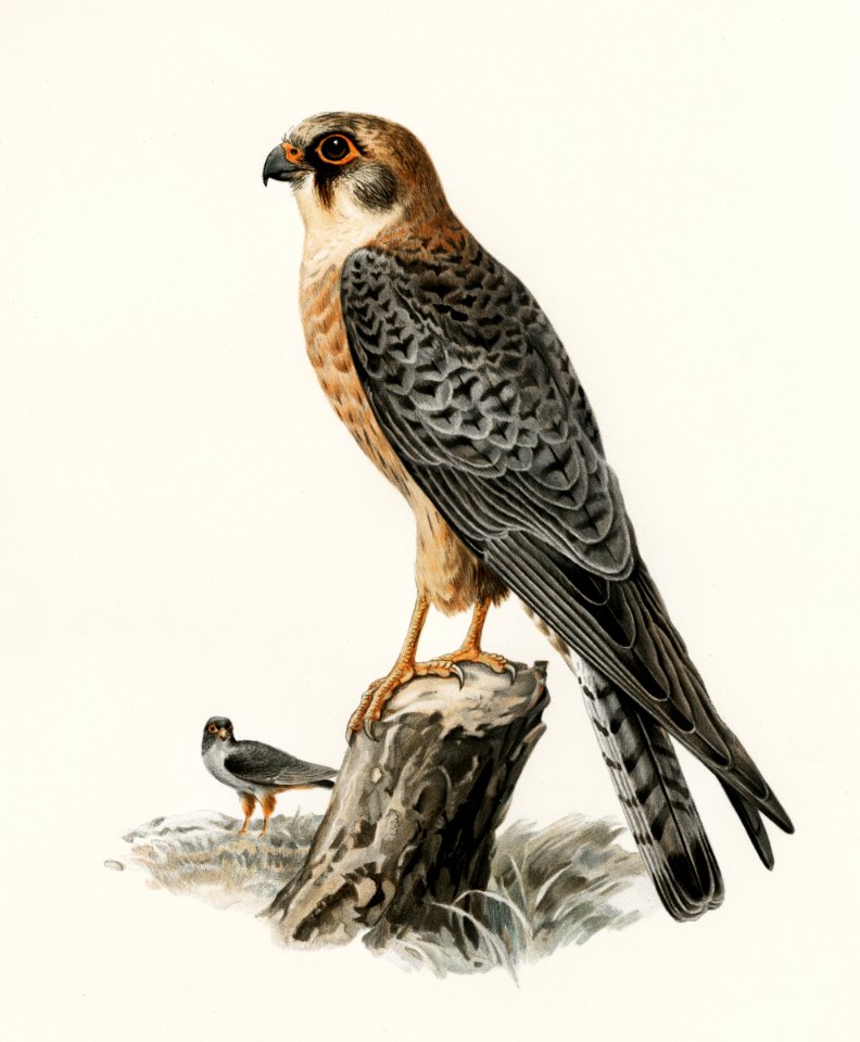Red-footed Falcon female (Falco vespertinus) illustrated by the von Wright brothers. Digitally enhanced from our own 1929 folio version of Svenska Fåglar Efter Naturen Och Pa Sten Ritade.