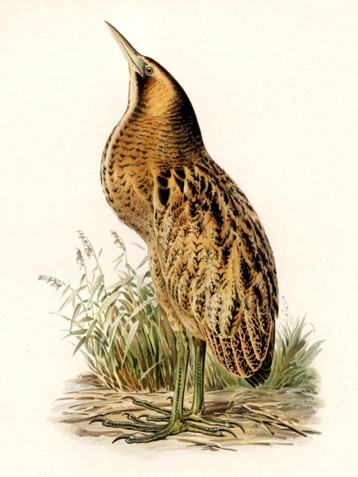 Bittern (Botaurus stellaris) illustrated by the von Wright brothers. Digitally enhanced from our own 1929 folio version of Svenska Fåglar Efter Naturen Och Pa Sten Ritade.