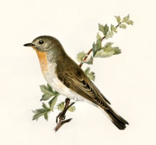 Red-breasted flycatcher ♂ (Ficedula parva) illustrated by the von Wright brothers. Digitally enhanced from our own 1929 folio version of Svenska Fåglar Efter Naturen Och Pa Sten Ritade.. Free illustration for personal and commercial use.