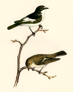 Pied Flycatcher (Muscicapa atricapilla) illustrated by the von Wright brothers. Digitally enhanced from our own 1929 folio version of Svenska Fåglar Efter Naturen Och Pa Sten Ritade.. Free illustration for personal and commercial use.