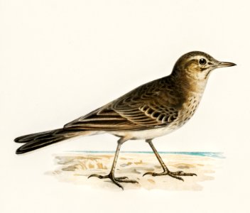 Tawny pipit (Anthus campestris) illustrated by the von Wright brothers. Digitally enhanced from our own 1929 folio version of Svenska Fåglar Efter Naturen Och Pa Sten Ritade.