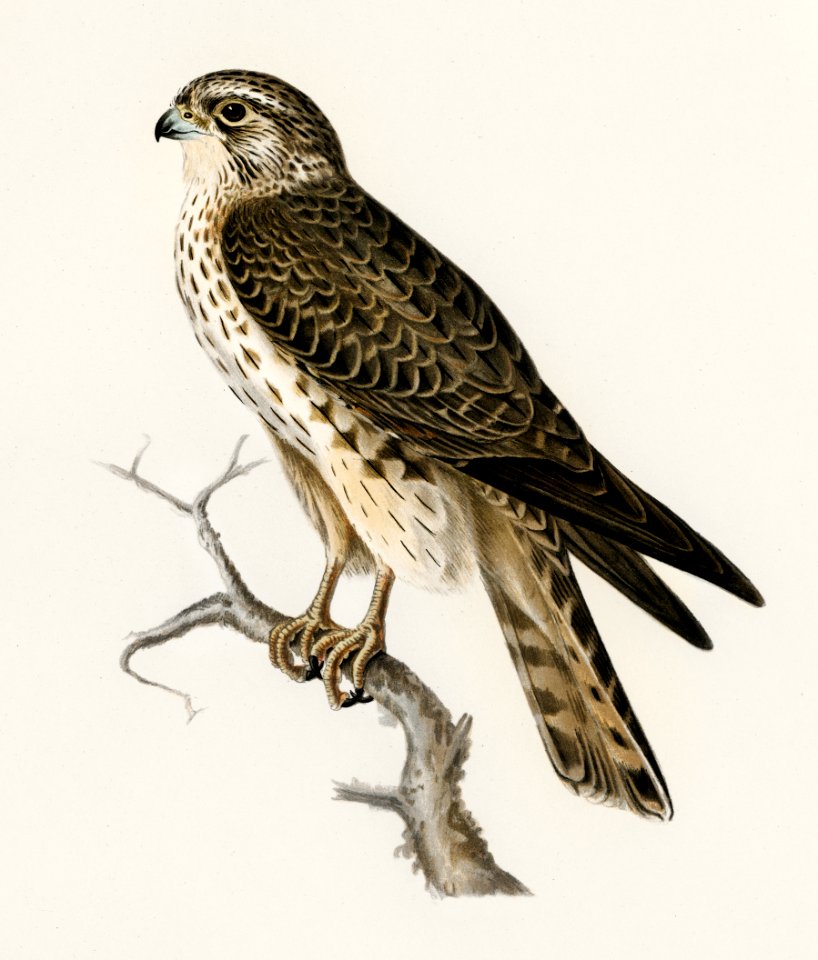 Merlin female (Falco aesalon) illustrated by the von Wright brothers. Digitally enhanced from our own 1929 folio version of Svenska Fåglar Efter Naturen Och Pa Sten Ritade.