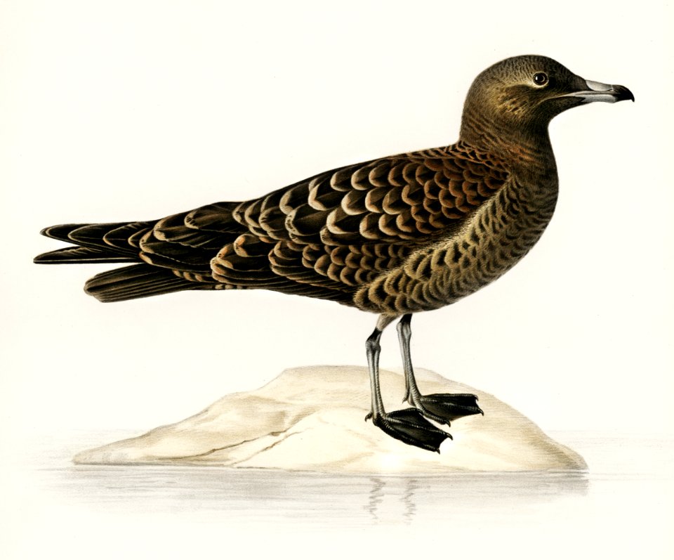 Parasitic jaeger (Stercorarius parasiticus) illustrated by the von Wright brothers. Digitally enhanced from our own 1929 folio version of Svenska Fåglar Efter Naturen Och Pa Sten Ritade.