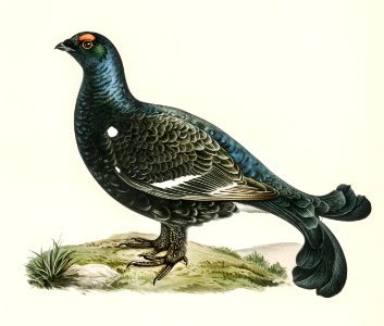 Black grouse (Lyrurus tetrix) illustrated by the von Wright brothers. Digitally enhanced from our own 1929 folio version of Svenska Fåglar Efter Naturen Och Pa Sten Ritade.