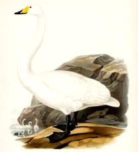Whooper Swan (Cygnus cygnus) illustrated by the von Wright brothers. Digitally enhanced from our own 1929 folio version of Svenska Fåglar Efter Naturen Och Pa Sten Ritade.. Free illustration for personal and commercial use.