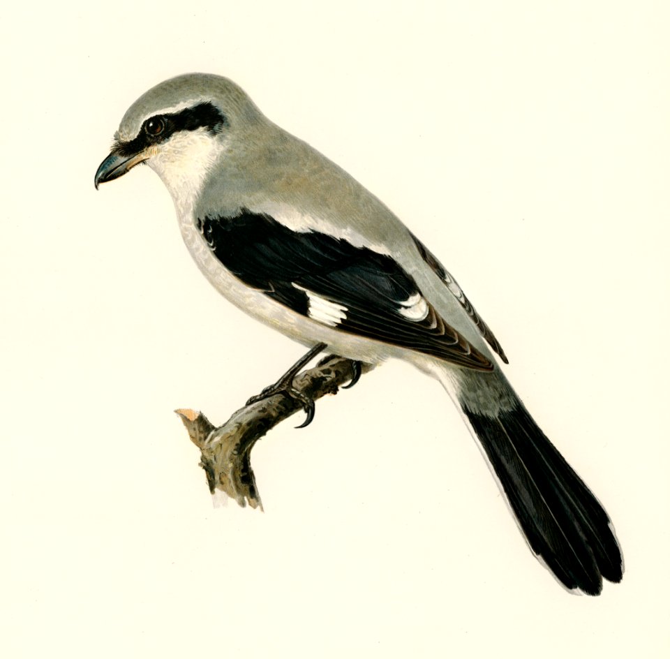 Great Grey Shrike (Lanius excubitor) illustrated by the von Wright brothers. Digitally enhanced from our own 1929 folio version of Svenska Fåglar Efter Naturen Och Pa Sten Ritade.