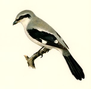 Great Grey Shrike (Lanius excubitor) illustrated by the von Wright brothers. Digitally enhanced from our own 1929 folio version of Svenska Fåglar Efter Naturen Och Pa Sten Ritade.