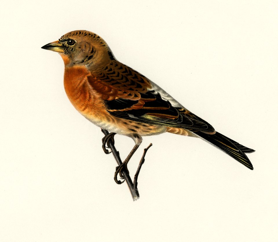 Brambling (Fringilla montifringilla) illustrated by the von Wright brothers. Digitally enhanced from our own 1929 folio version of Svenska Fåglar Efter Naturen Och Pa Sten Ritade.. Free illustration for personal and commercial use.