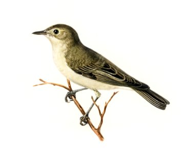 Tree warbler (Hypolais hipolais) illustrated by the von Wright brothers. Digitally enhanced from our own 1929 folio version of Svenska Fåglar Efter Naturen Och Pa Sten Ritade.
